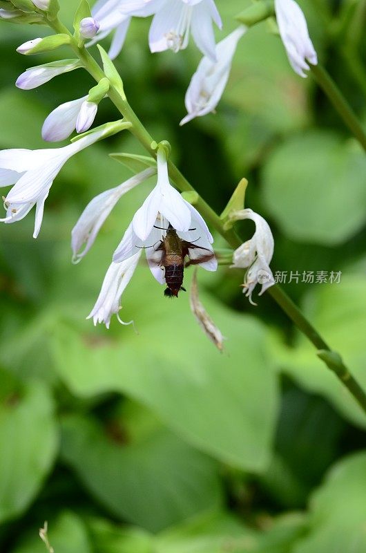 特写详细的照片一个宽边蜂鹰蛾(Hemaris fuciformis)上的野花在绿色的自然背景